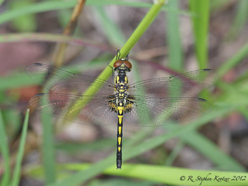 Celithemis ornata, female